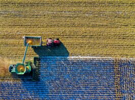 Post-Brexit: Surge in Pesticide Residues on UK Food Raises Health Concerns